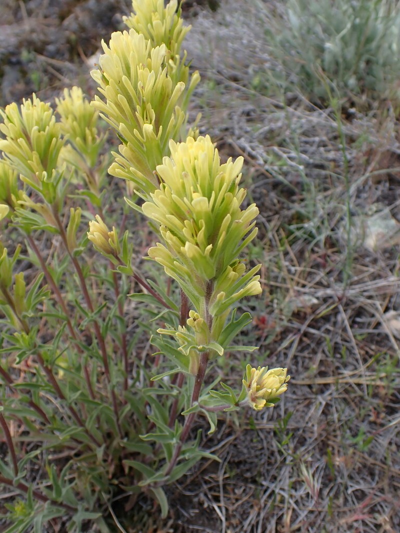 Stiff Yellow Indian Paintbrush photo 3