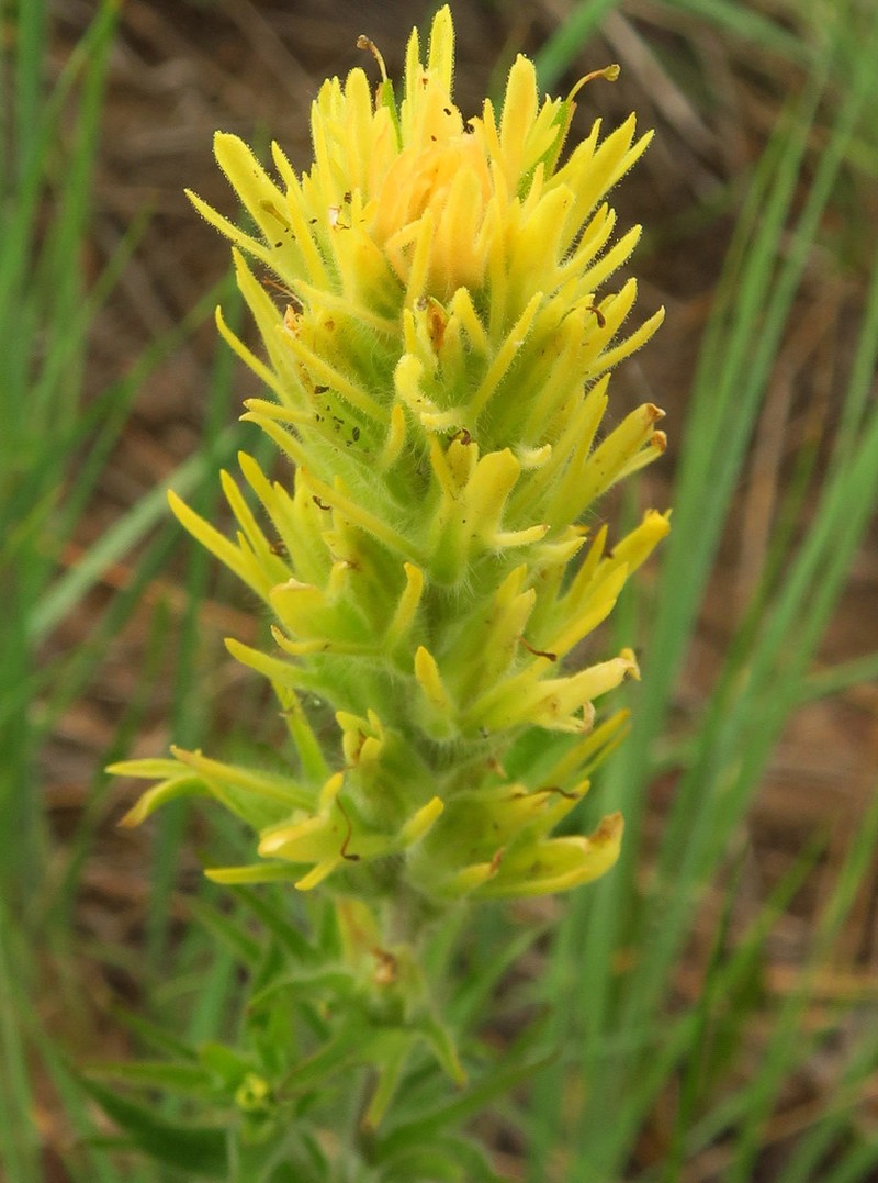 Stiff Yellow Indian Paintbrush photo 4