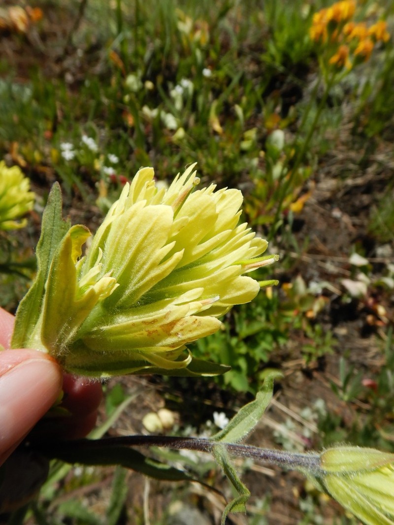 Stiff Yellow Indian Paintbrush photo 5
