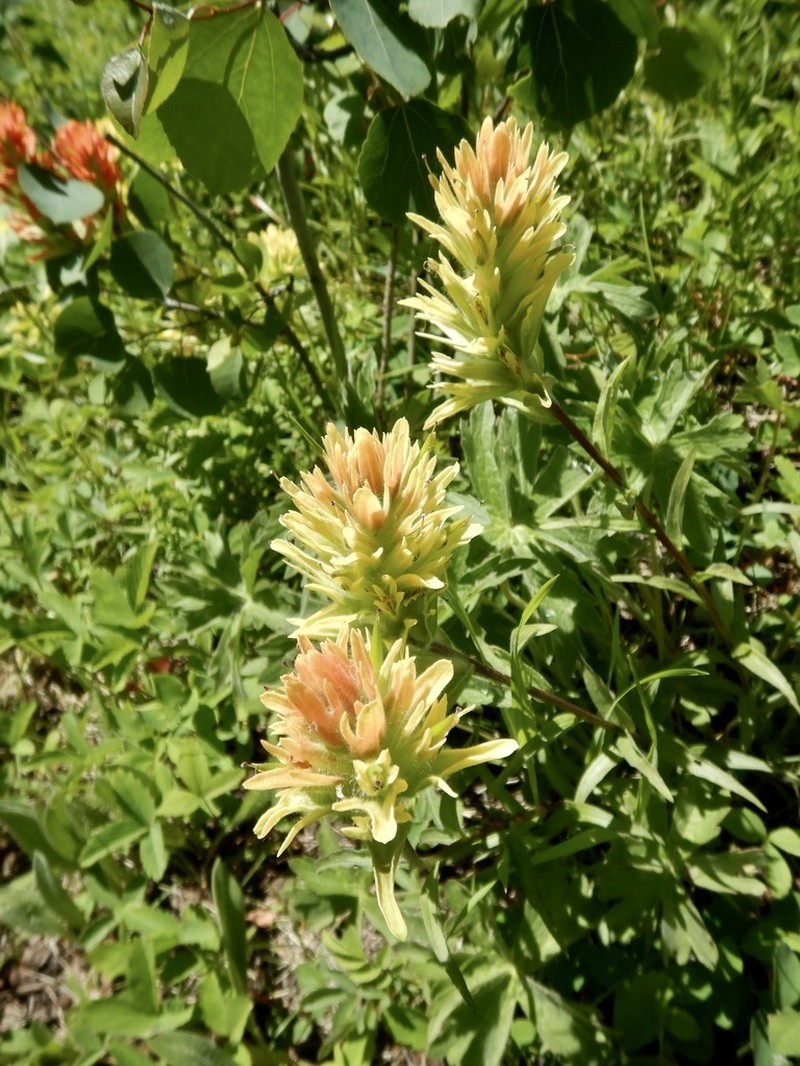 Stiff Yellow Indian Paintbrush photo 6