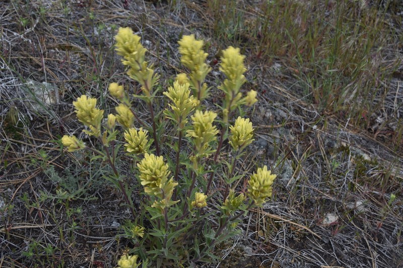 Stiff Yellow Indian Paintbrush photo 7