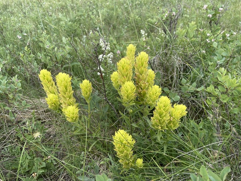 Stiff Yellow Indian Paintbrush photo 8
