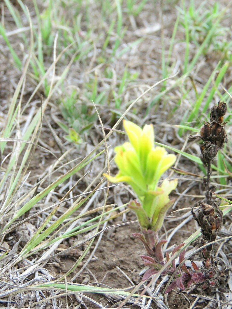Castilleja madrigalii photo 2