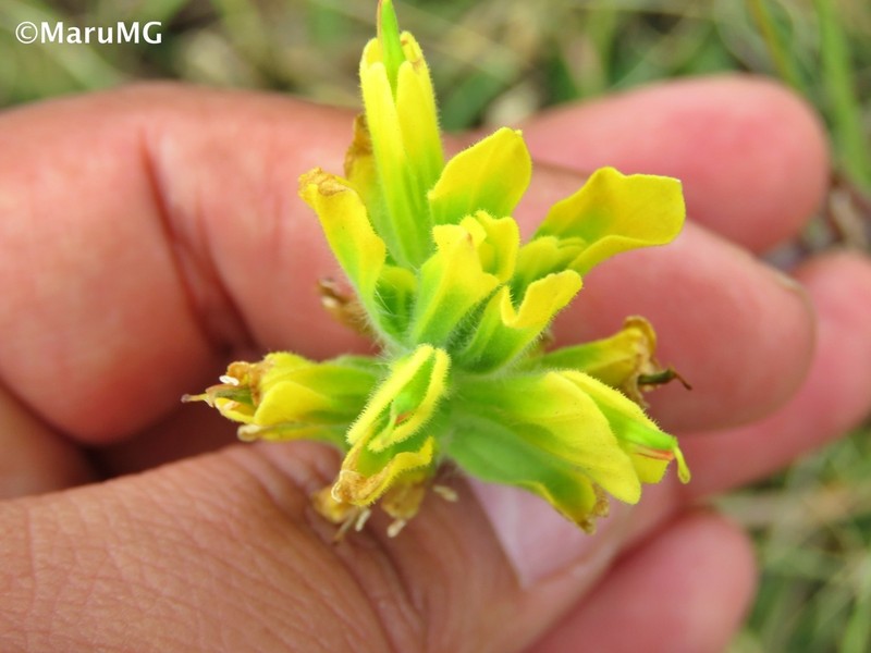 Castilleja madrigalii photo 3