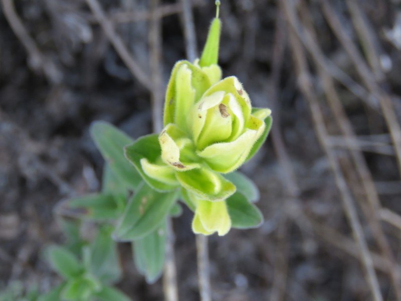 Castilleja madrigalii photo 4
