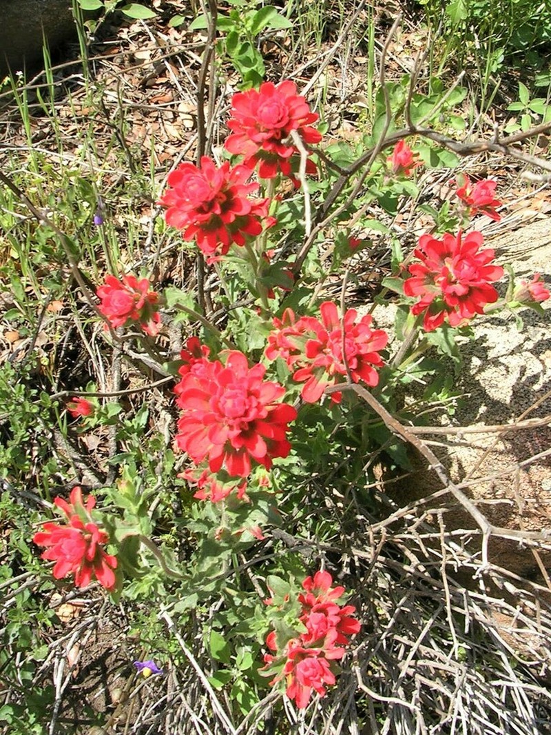 Castilleja martini
