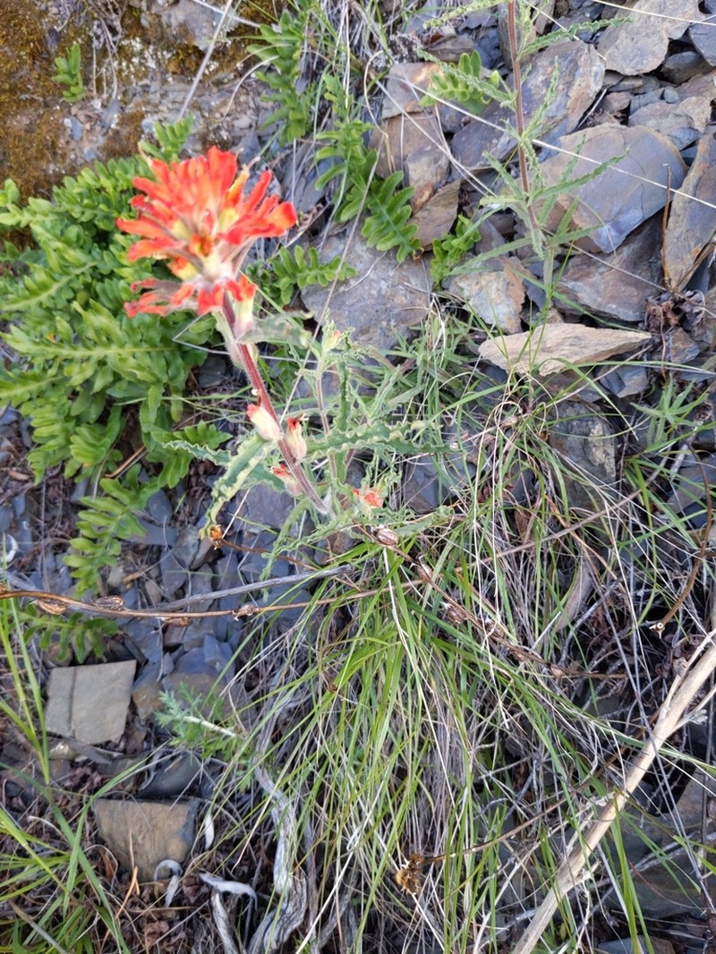 Castilleja martini photo 2