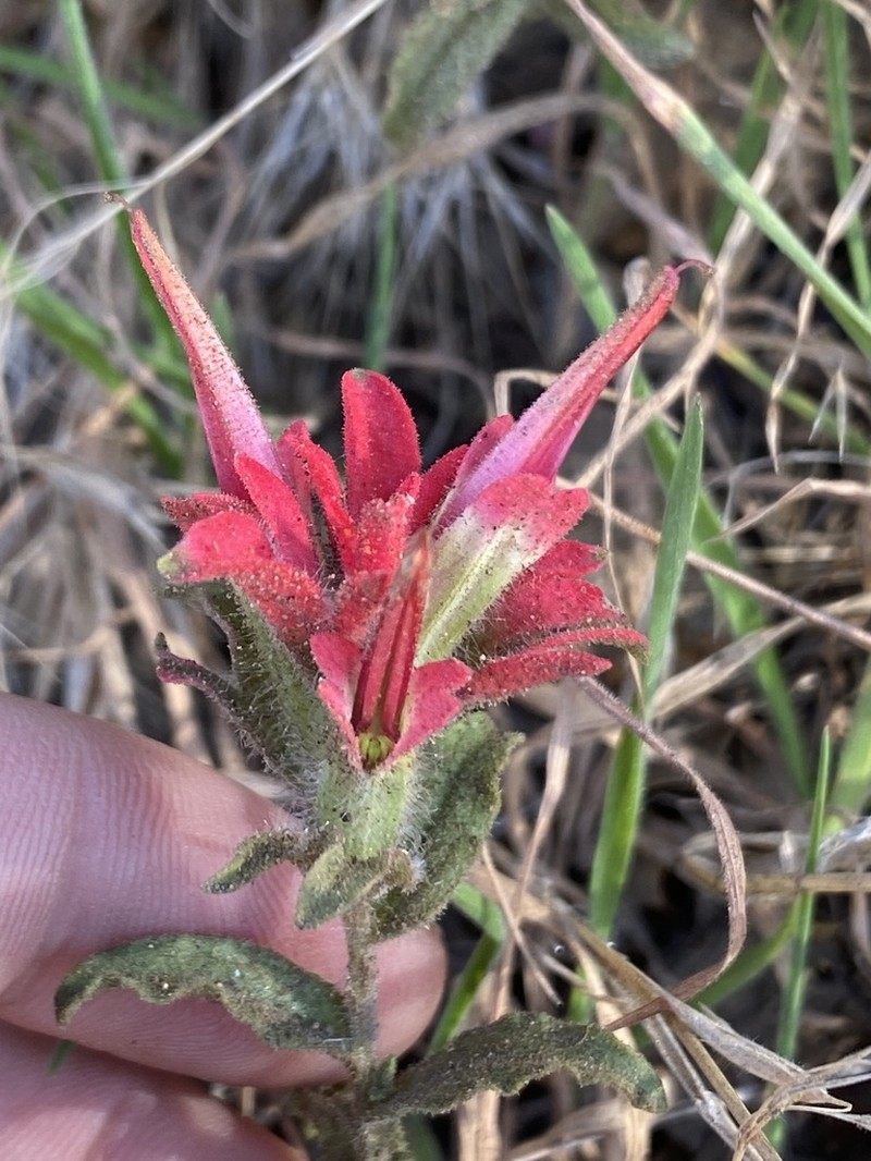 Castilleja martini photo 3