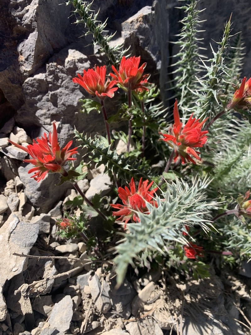 Castilleja martini photo 4