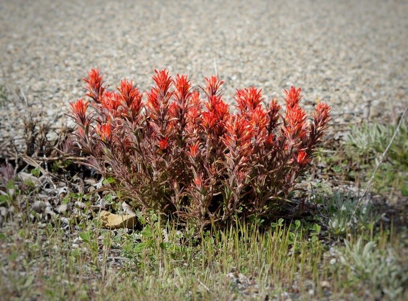 Castilleja martini photo 5