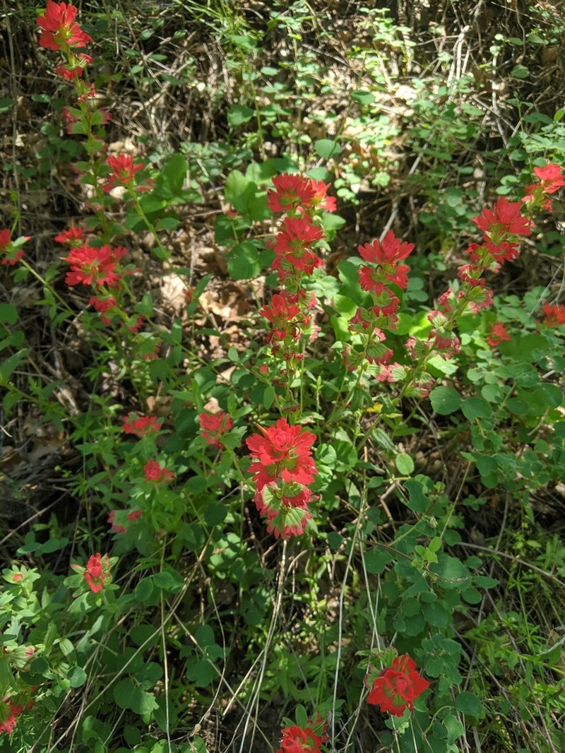 Castilleja martini photo 6