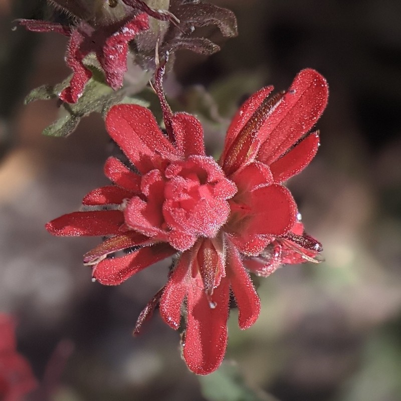 Castilleja martini photo 7