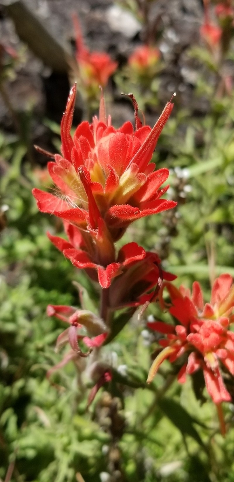 Castilleja martini photo 8