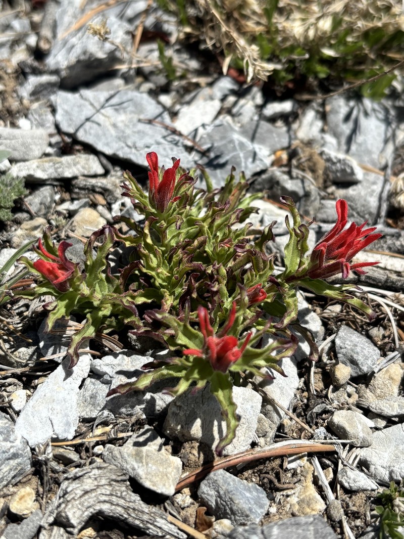 Castilleja martini var. clokeyi