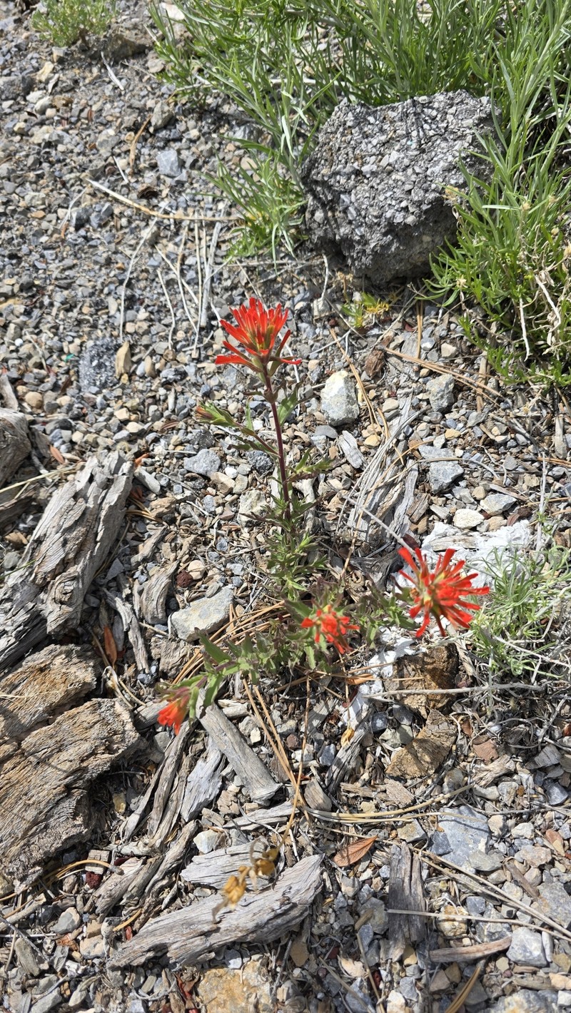 Castilleja martini var. clokeyi photo 2