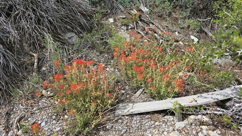 Castilleja martini var. clokeyi photo 3