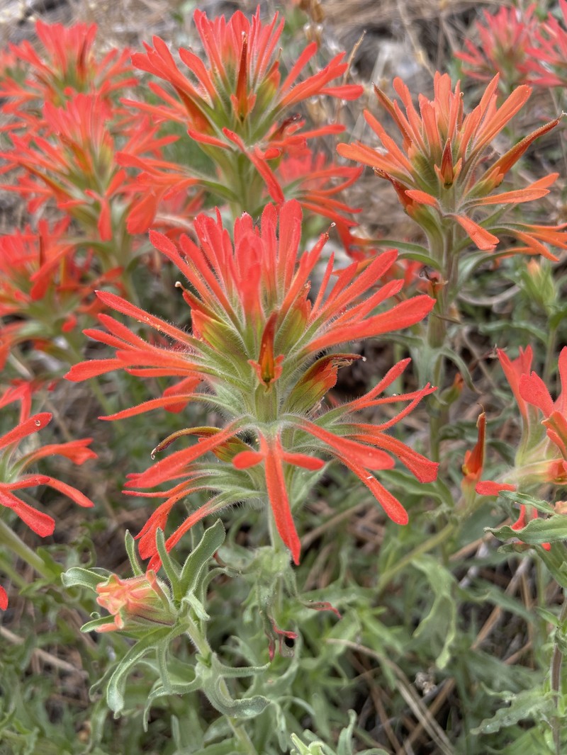 Castilleja martini var. clokeyi photo 4
