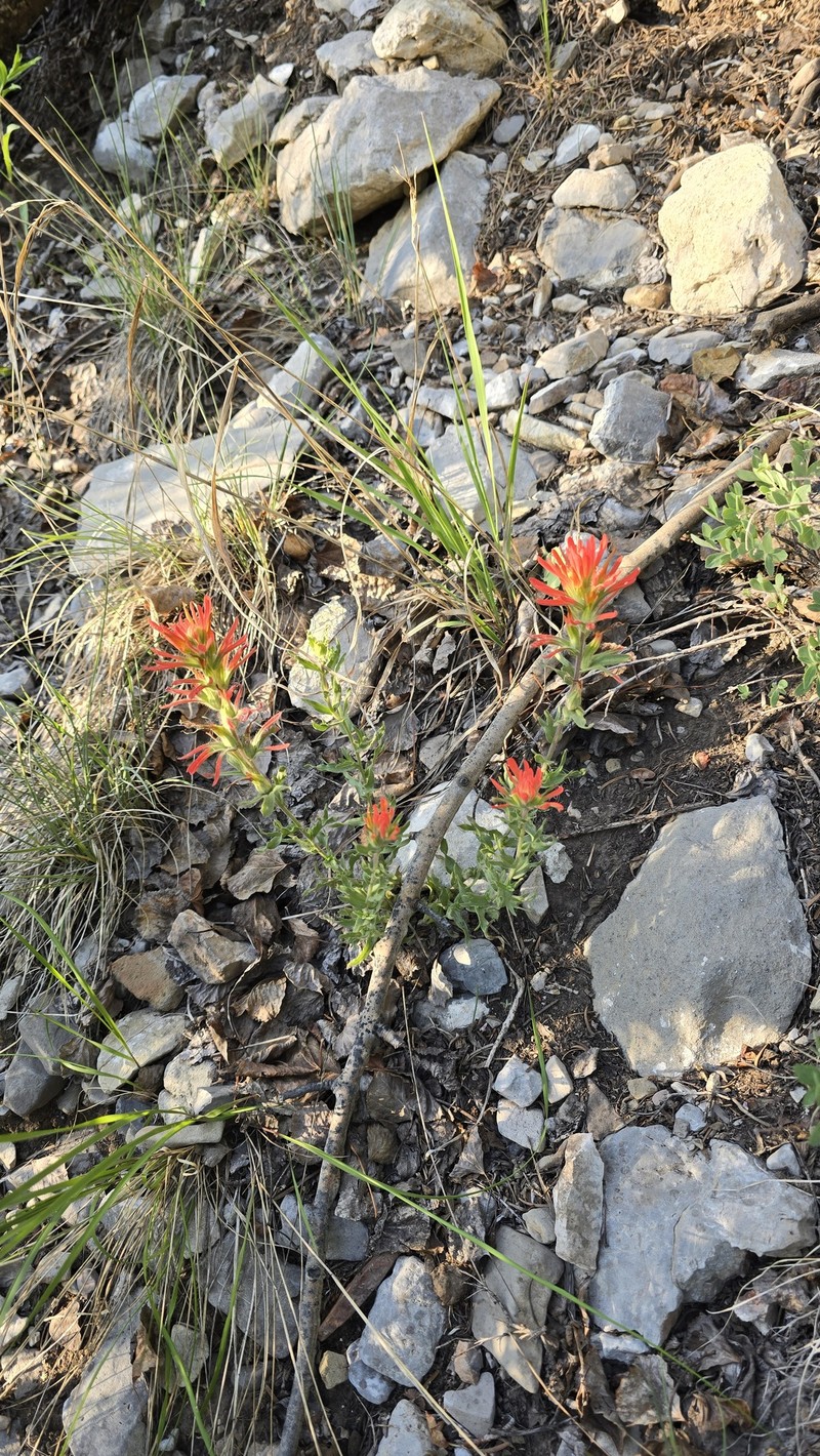 Castilleja martini var. clokeyi photo 5