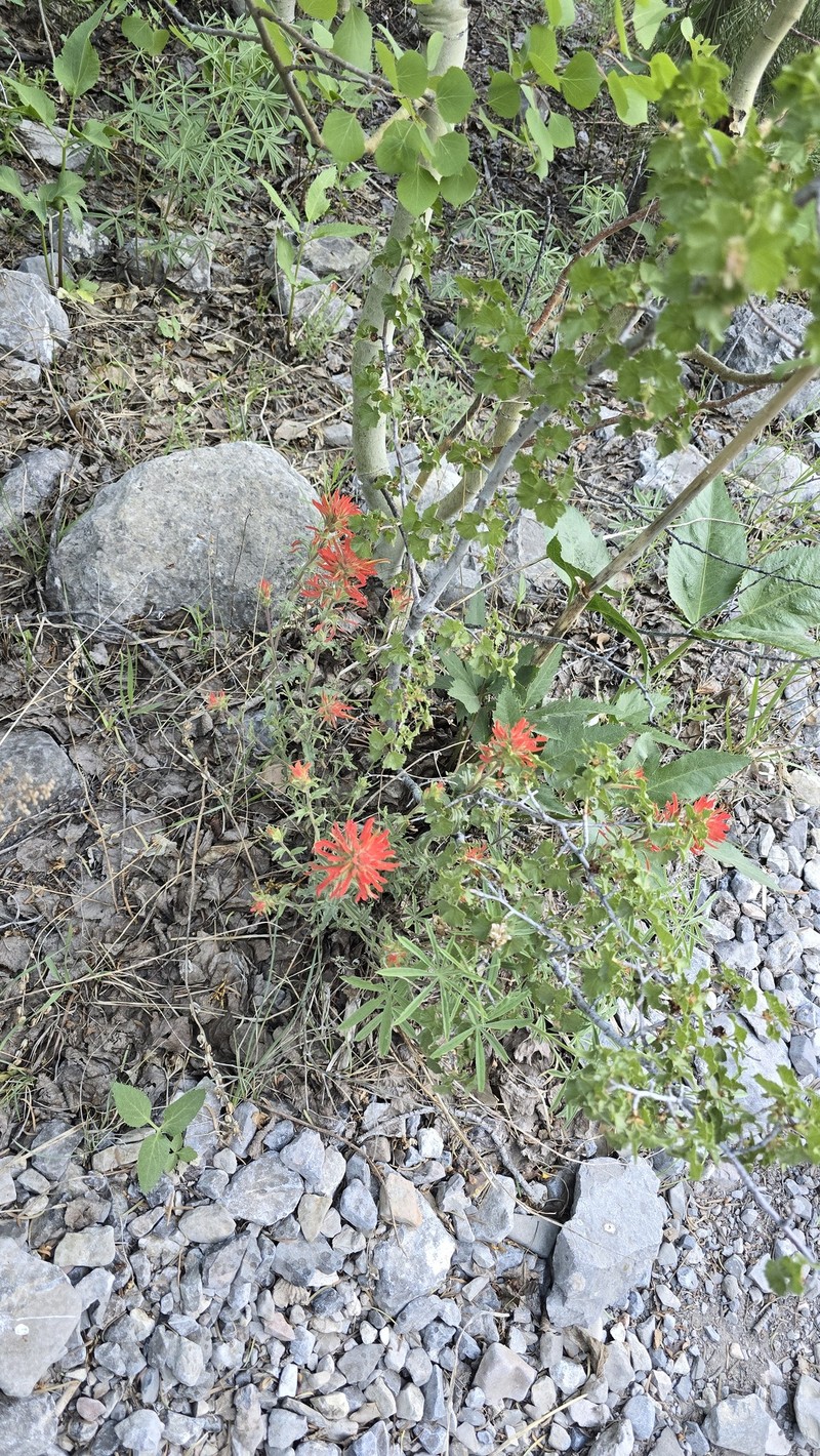 Castilleja martini var. clokeyi photo 6