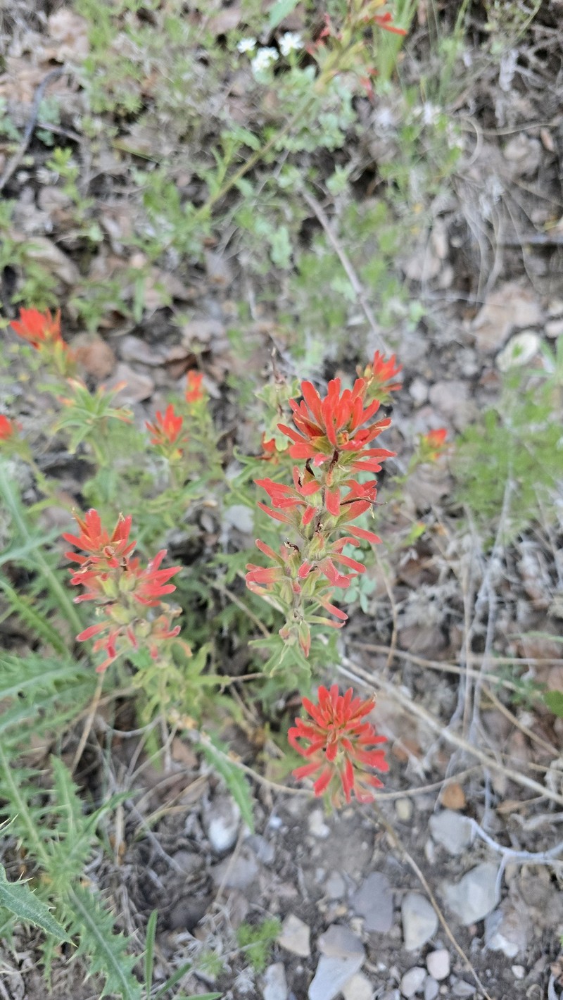 Castilleja martini var. clokeyi photo 7