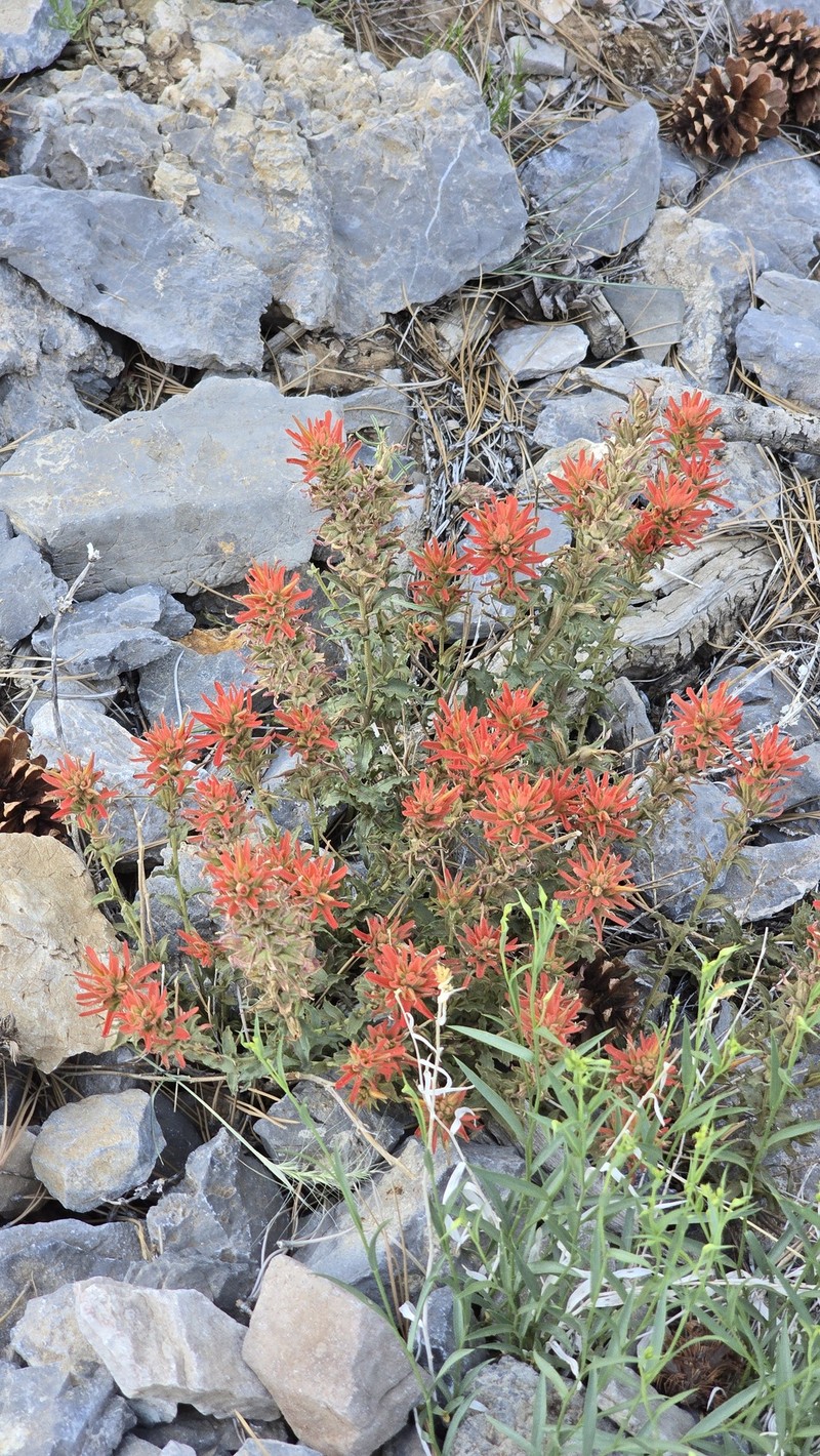 Castilleja martini var. clokeyi photo 8