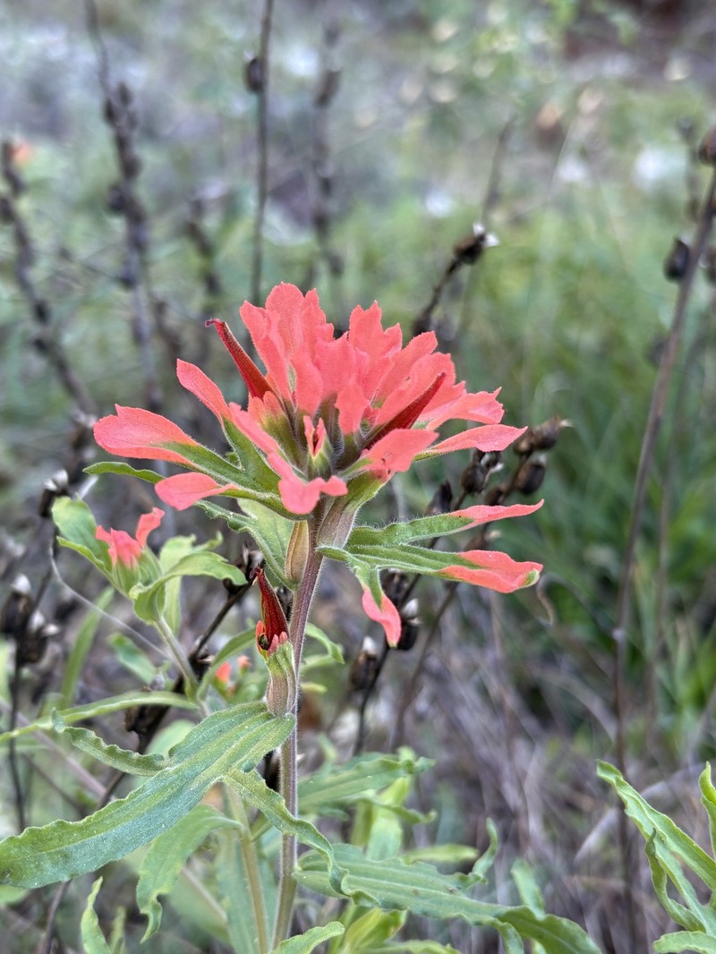 Castilleja martini var. martini