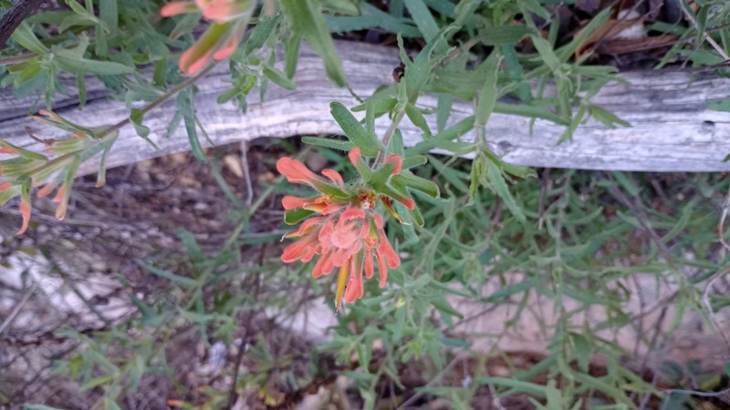 Castilleja martini var. martini photo 2