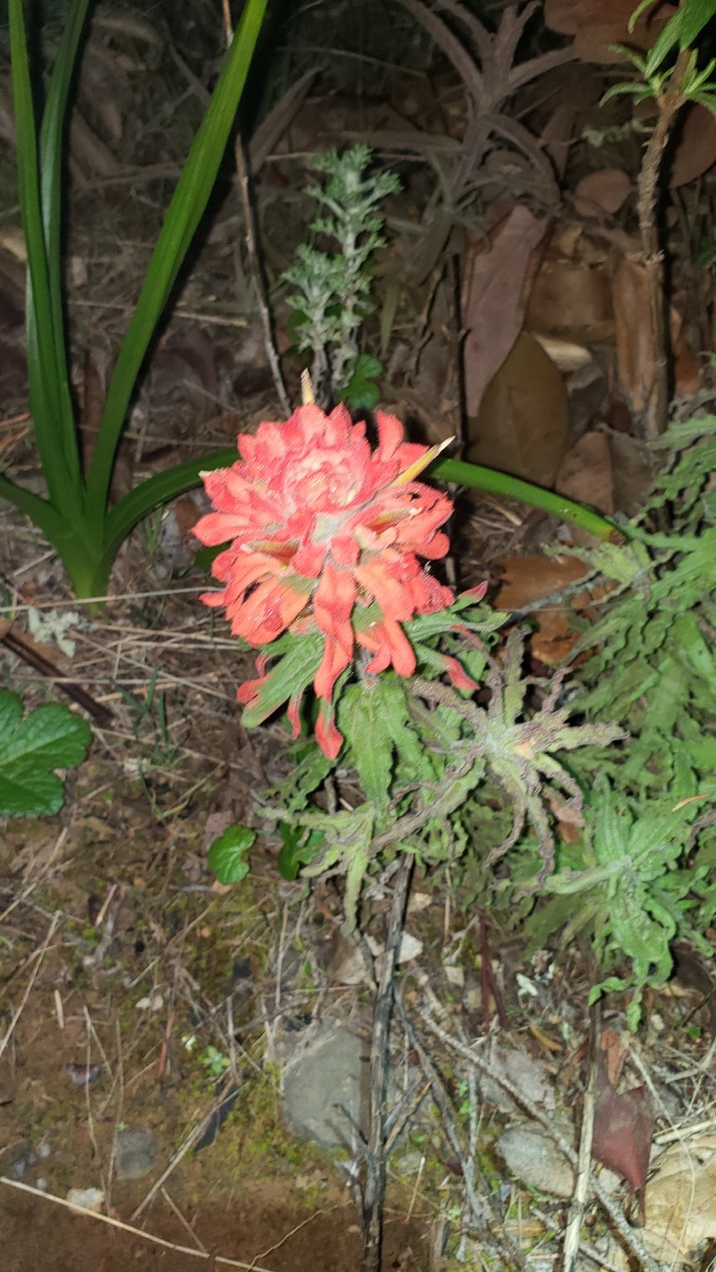 Castilleja martini var. martini photo 3