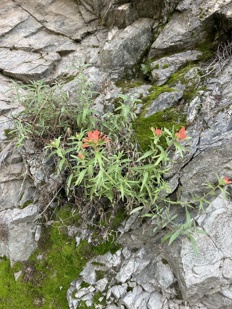 Castilleja martini var. martini photo 4
