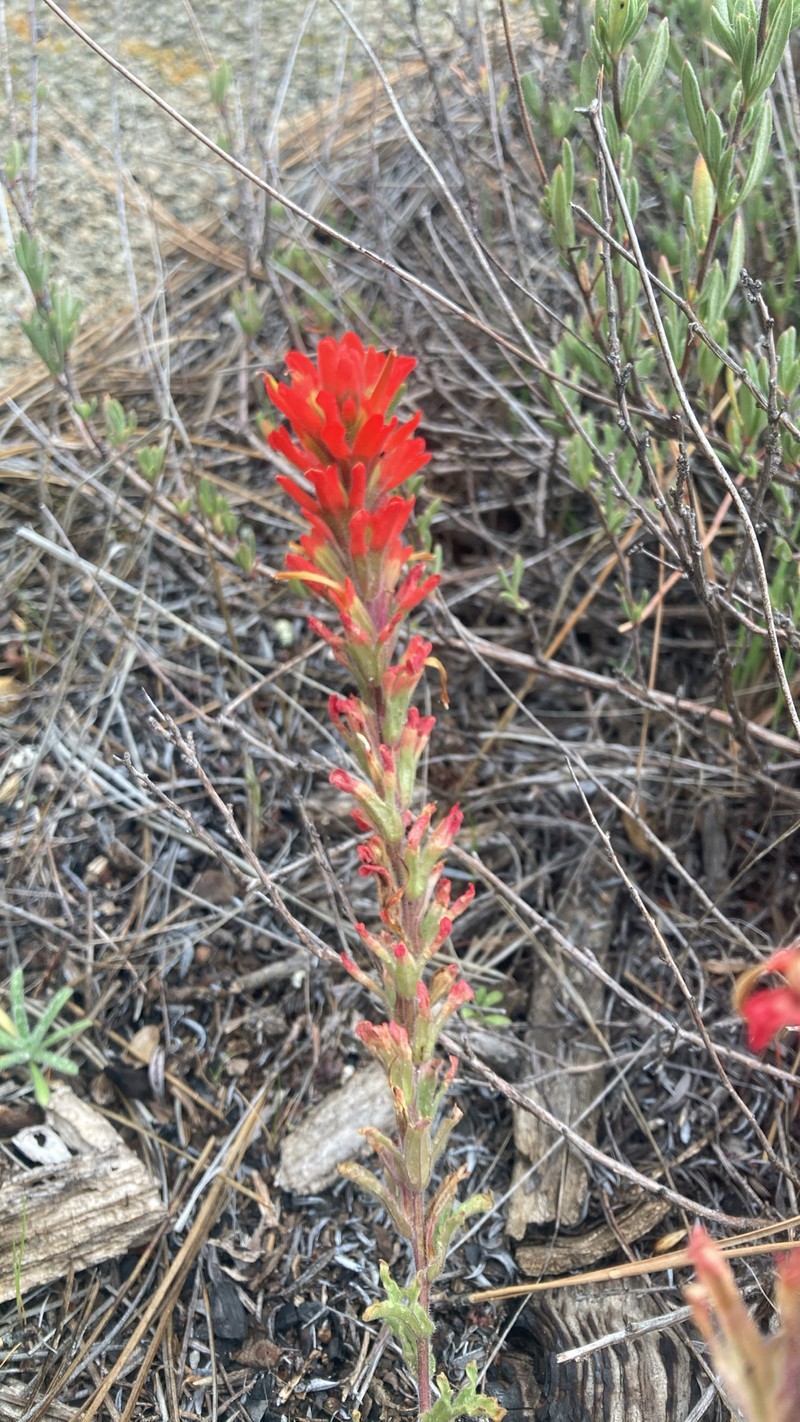 Castilleja martini var. martini photo 5