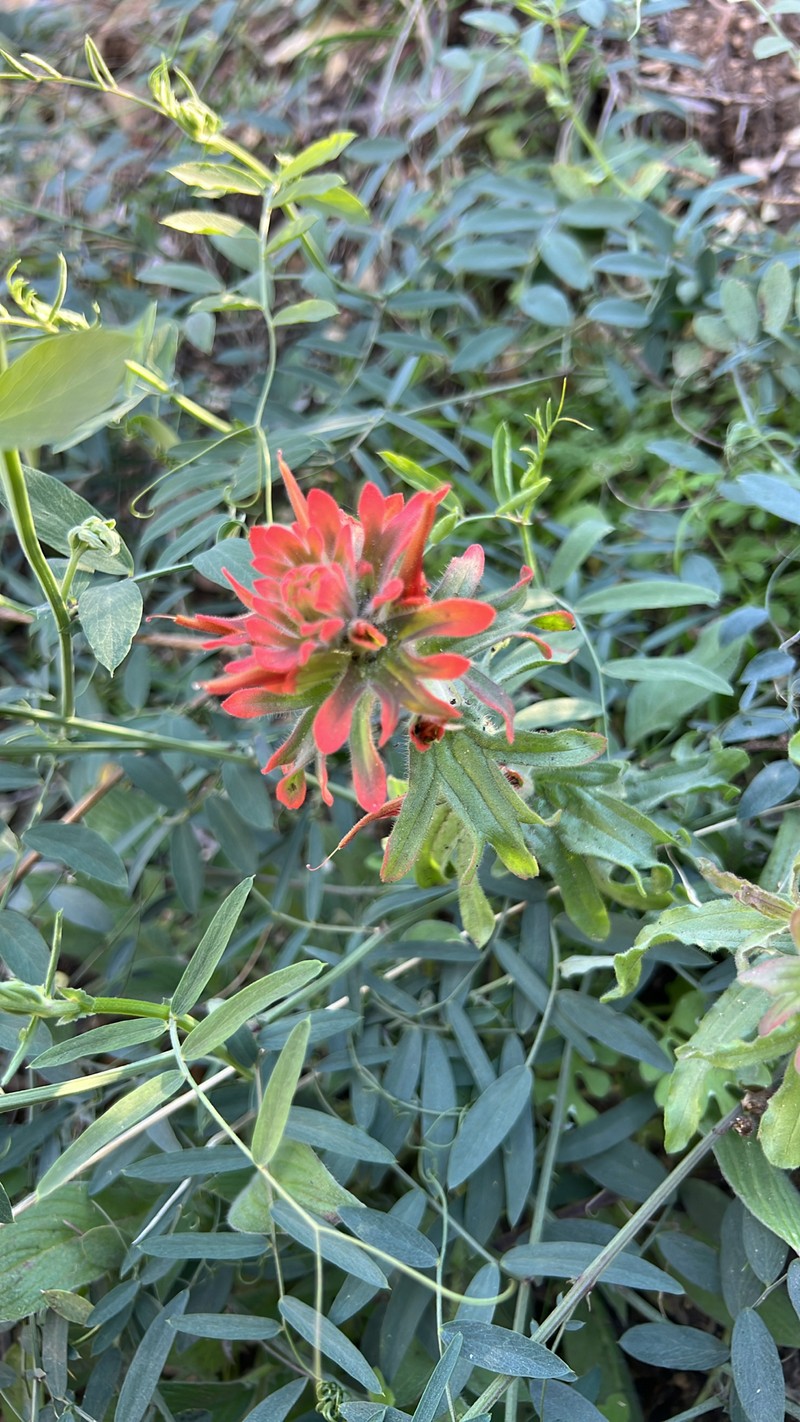 Castilleja martini var. martini photo 6
