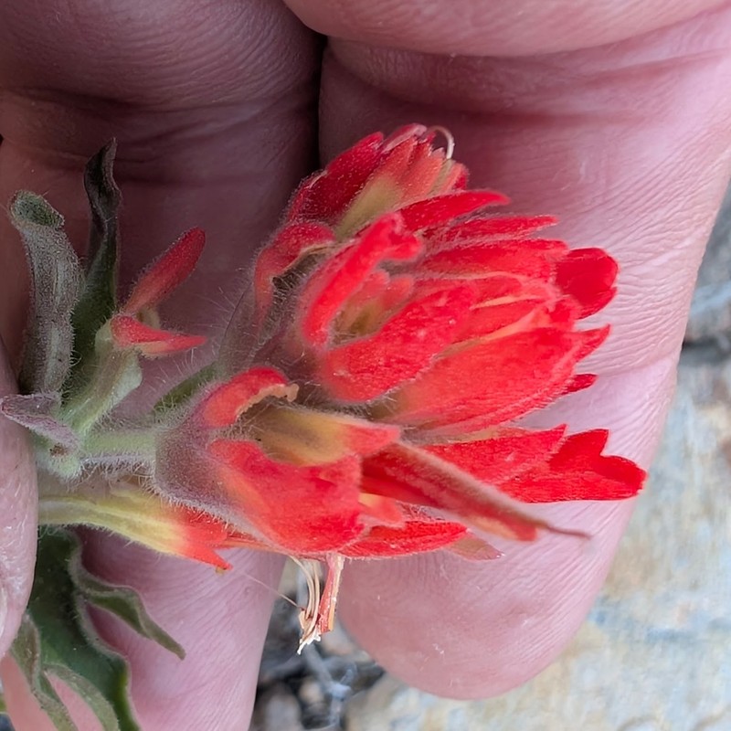 Castilleja martini var. martini photo 7