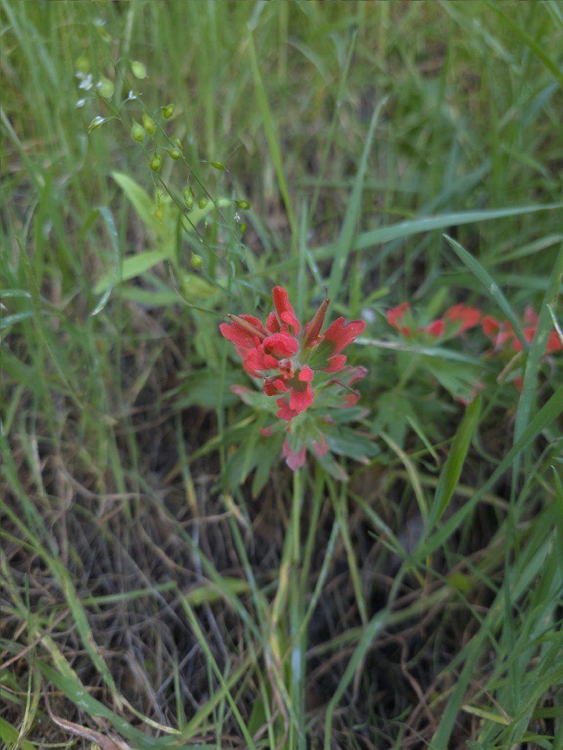 Castilleja martini var. martini photo 8