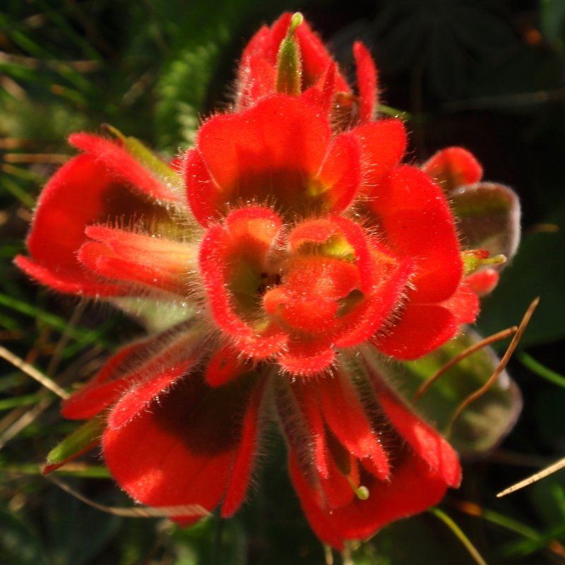 Mendocino Coast Indian Paintbrush