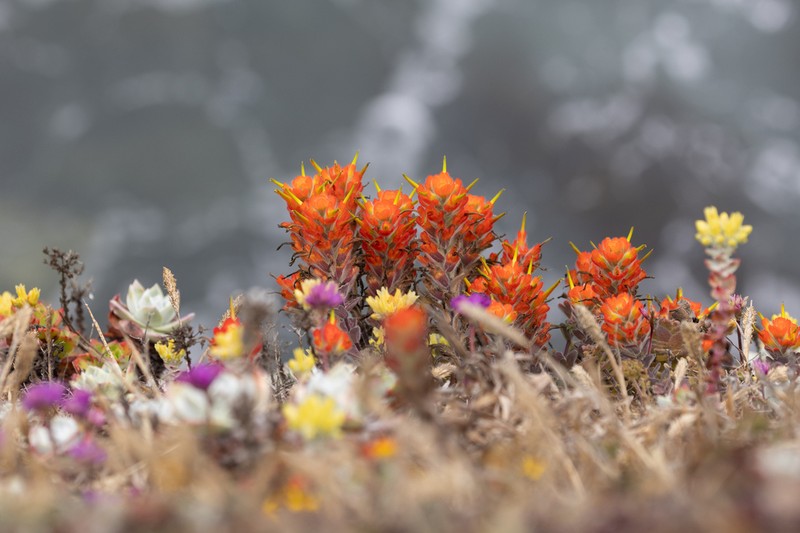 Mendocino Coast Indian Paintbrush