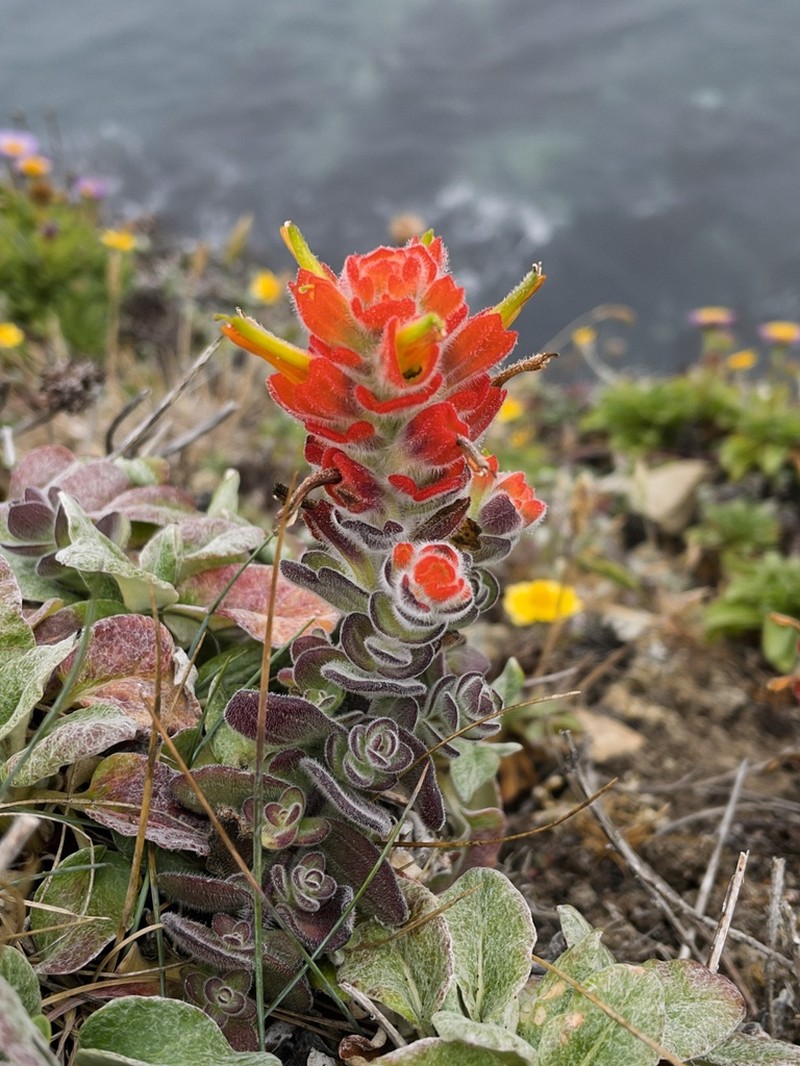 Mendocino Coast Indian Paintbrush photo 2