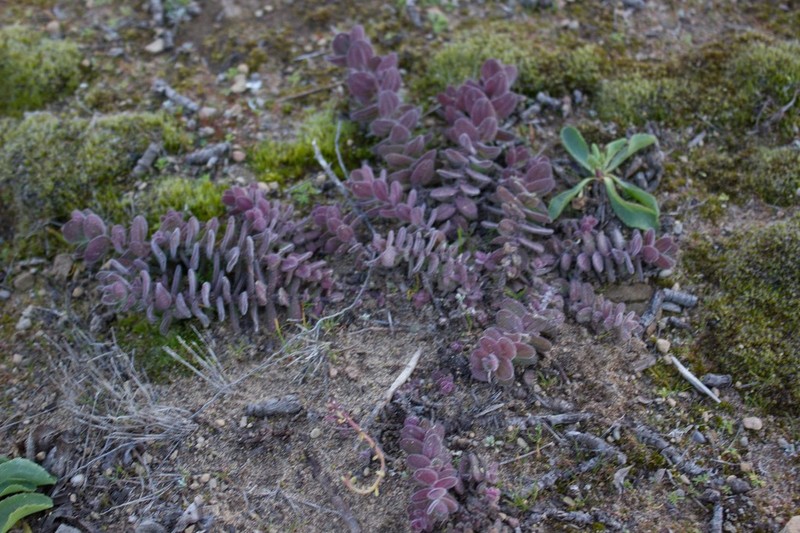 Mendocino Coast Indian Paintbrush photo 3