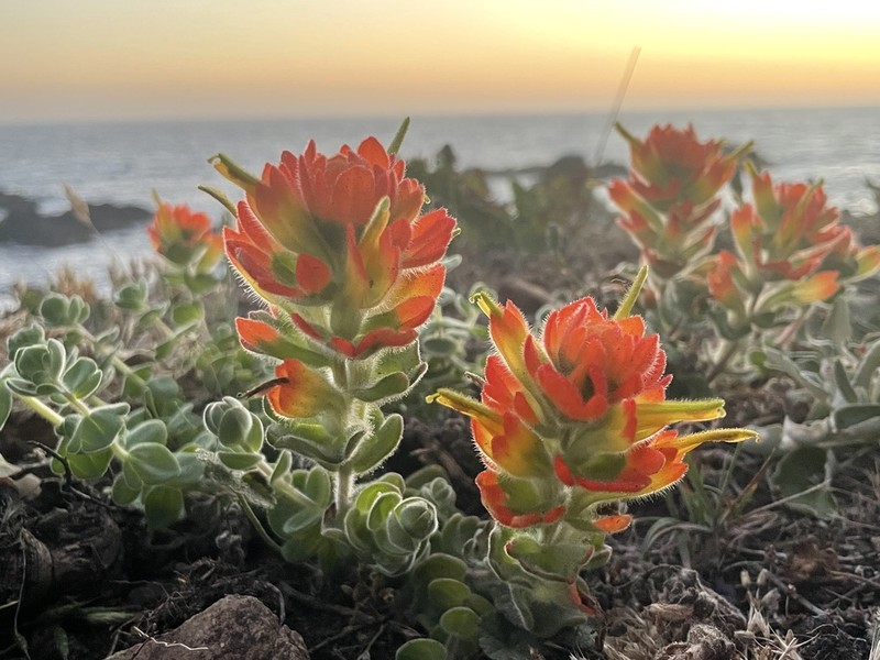 Mendocino Coast Indian Paintbrush photo 4