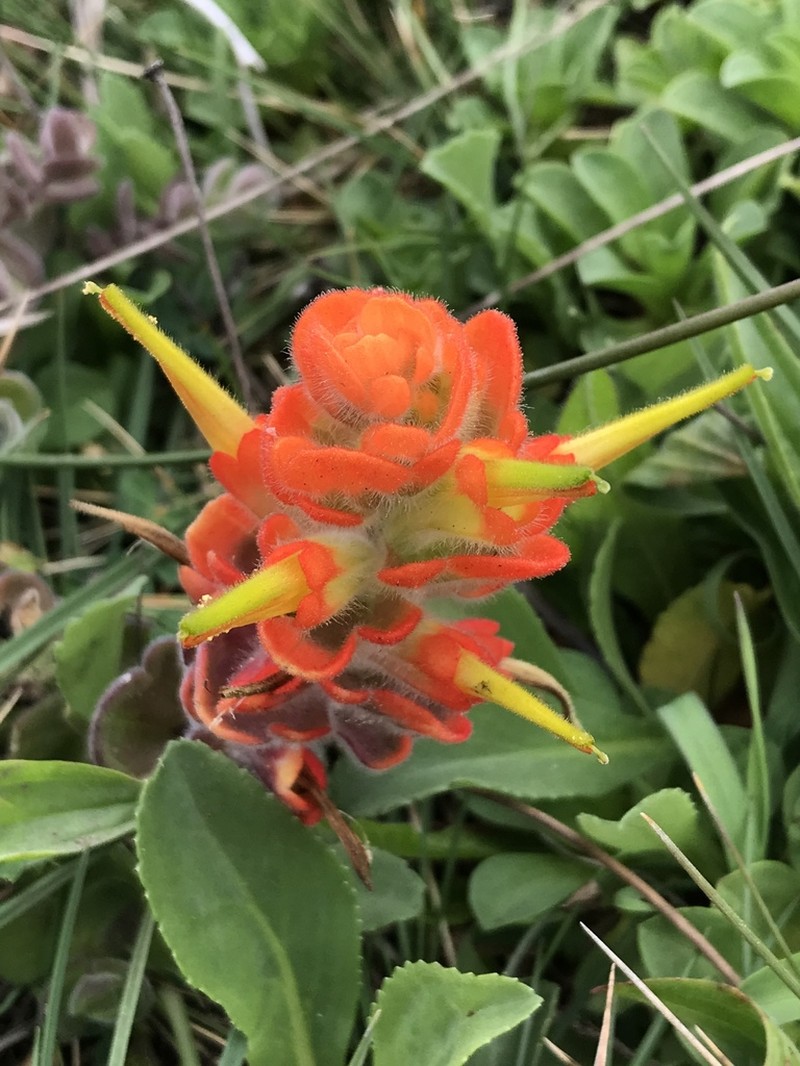 Mendocino Coast Indian Paintbrush photo 5