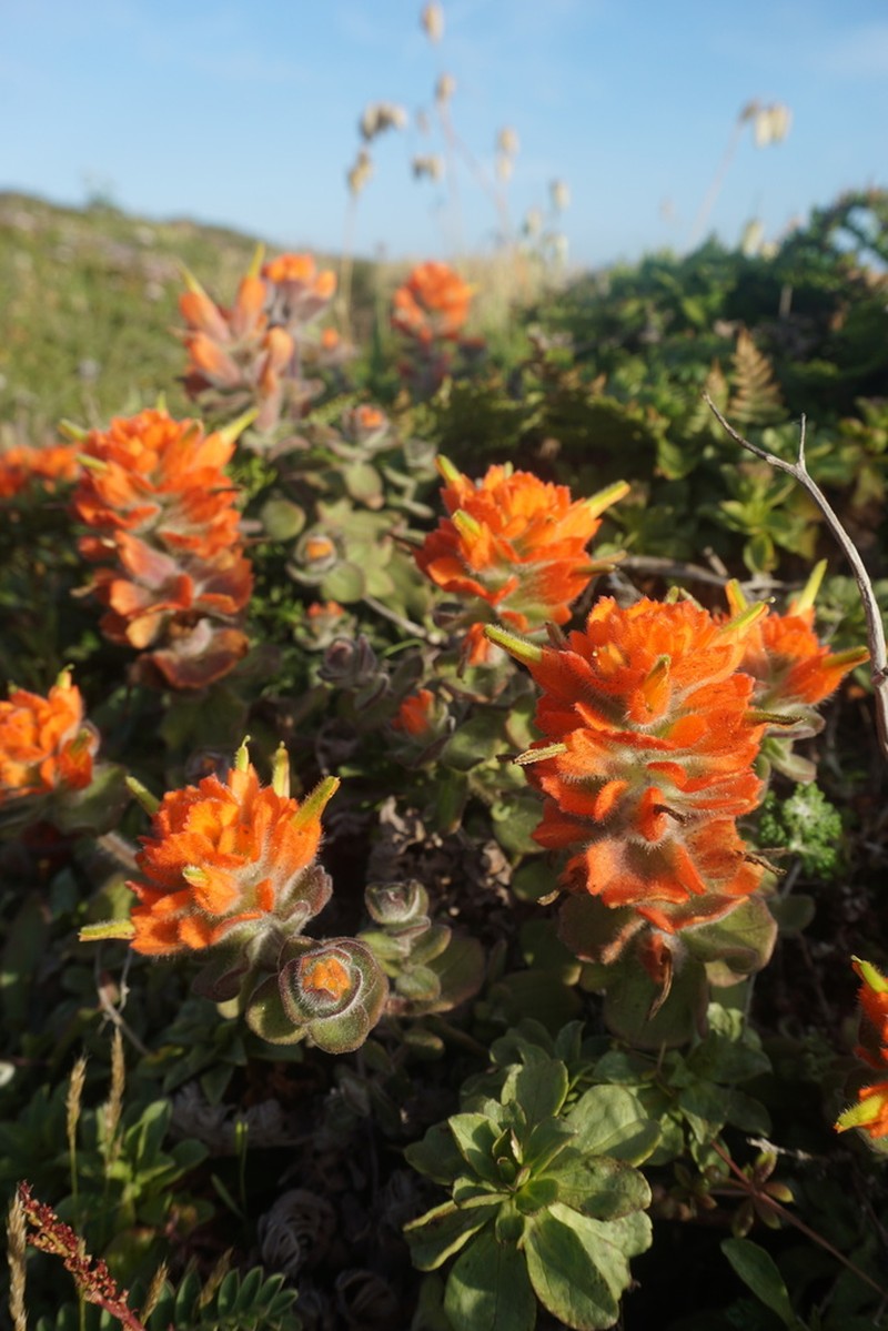 Mendocino Coast Indian Paintbrush photo 6