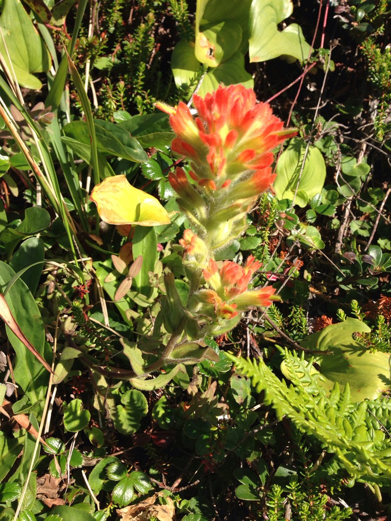 Mendocino Coast Indian Paintbrush photo 7
