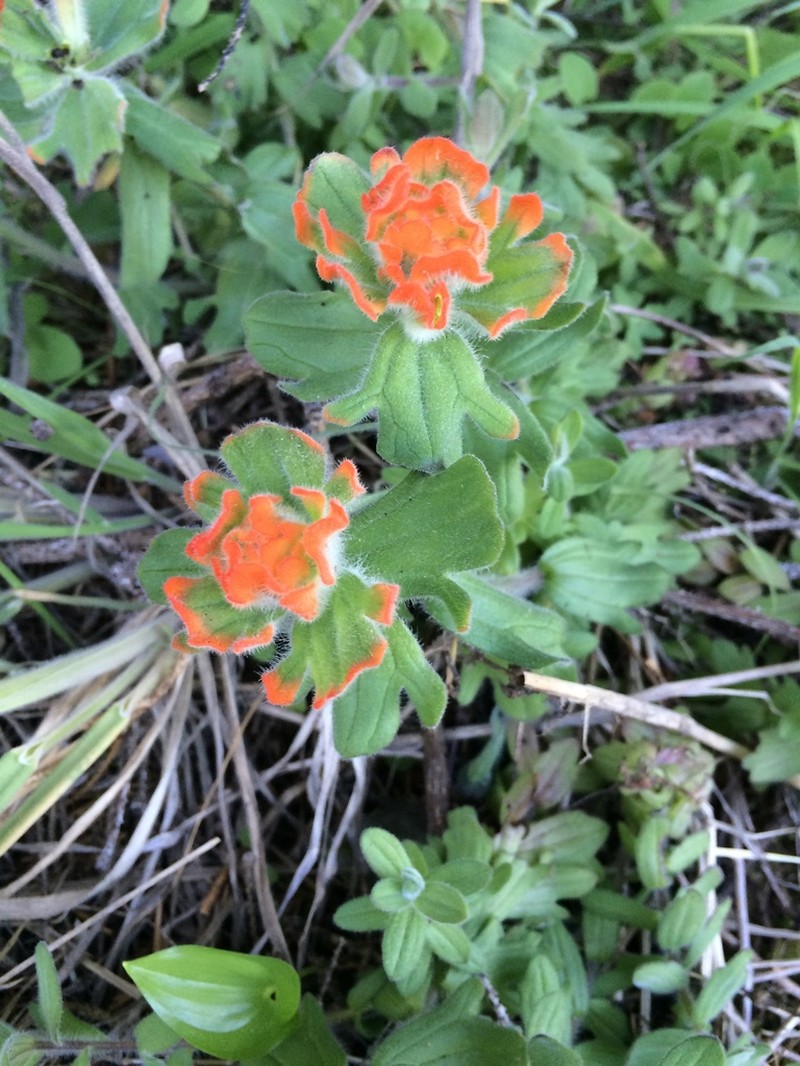 Mendocino Coast Indian Paintbrush photo 8