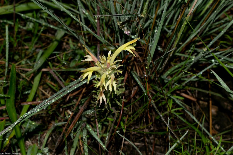 Mexican Indian Paintbrush