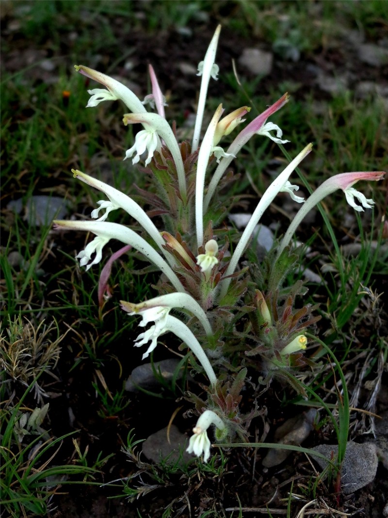 Mexican Indian Paintbrush photo 2