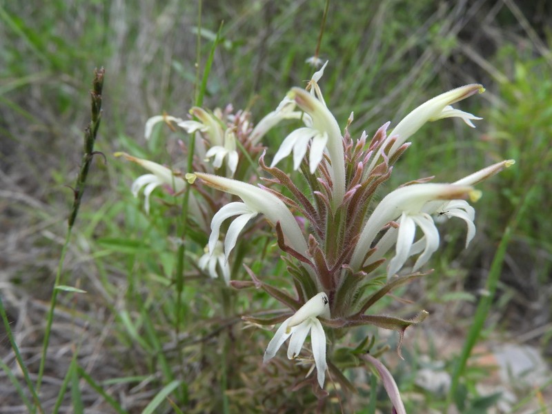 Mexican Indian Paintbrush photo 3