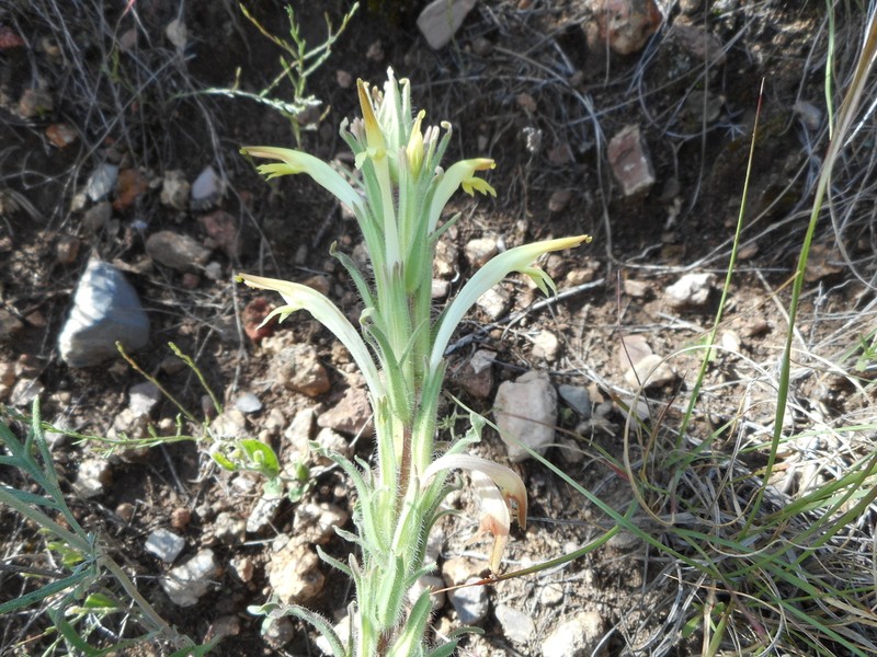 Mexican Indian Paintbrush photo 4