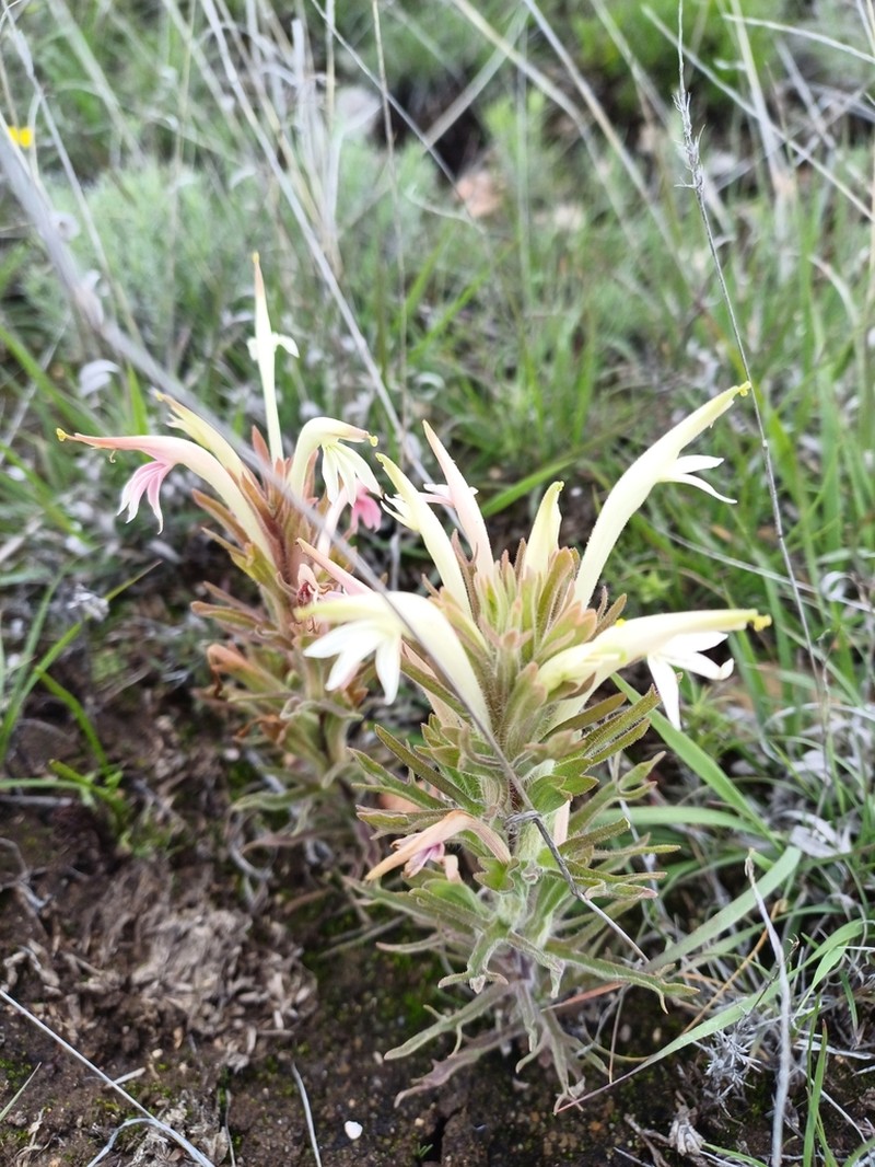 Mexican Indian Paintbrush photo 5