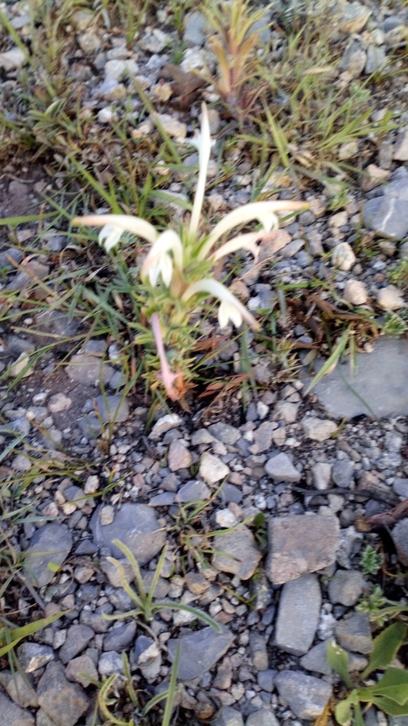 Mexican Indian Paintbrush photo 6