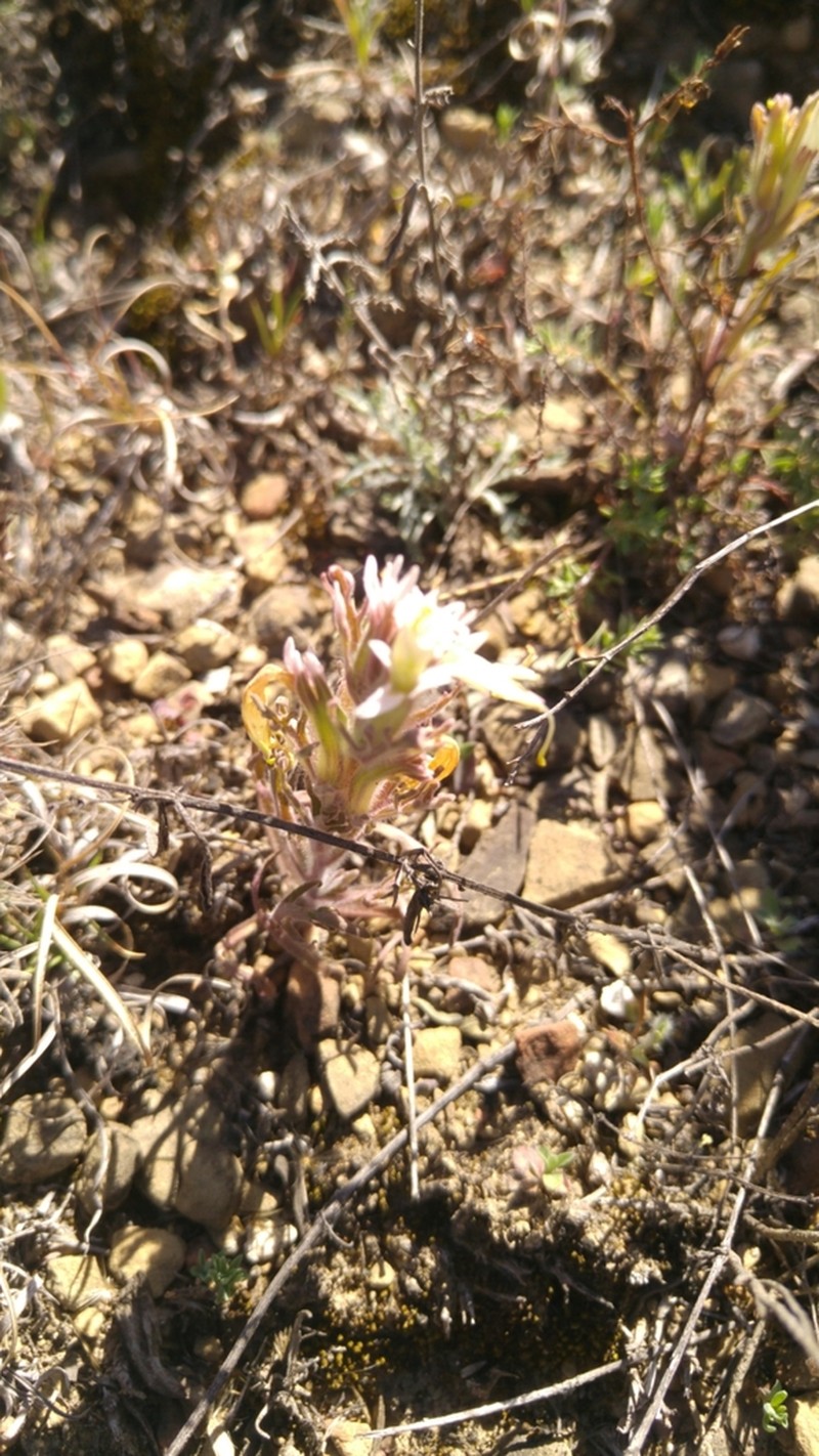 Mexican Indian Paintbrush photo 7