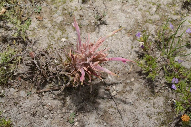 Mexican Indian Paintbrush photo 8